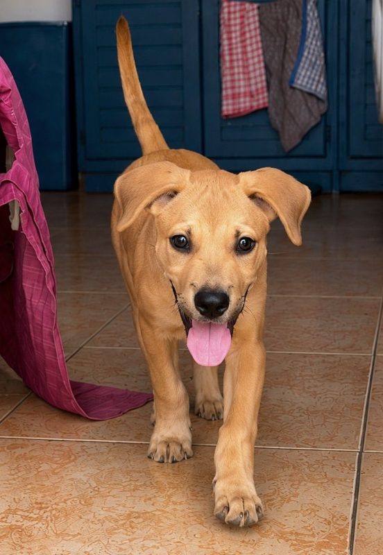 TOON - Chien à adopter - photo 2