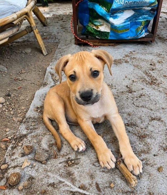 TOON - Chien à adopter - photo 7