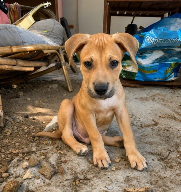 TOON - Chien à adopter - photo 3