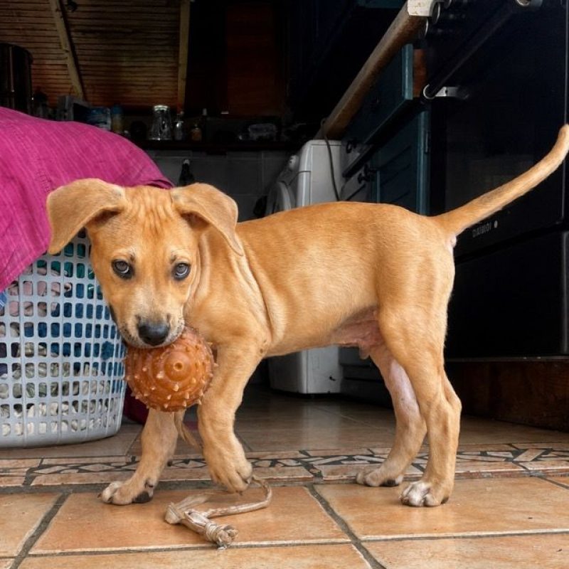 TOON - Chien à adopter - photo 5