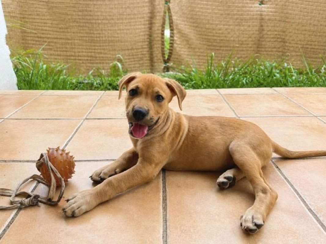 TOON - Chien à adopter