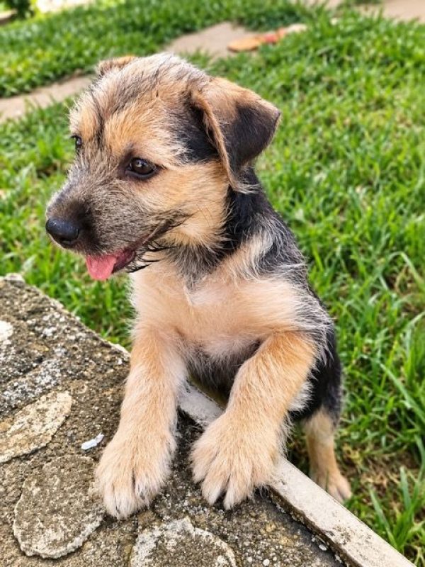 YAGER - Chien à adopter - photo 3