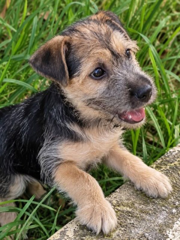 YAGER - Chien à adopter - photo 4