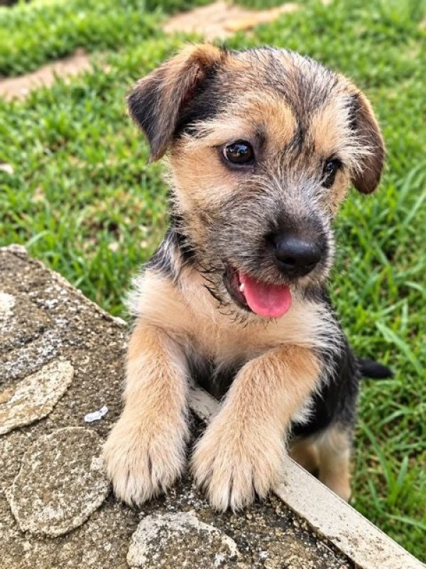 YAGER - Chien à adopter