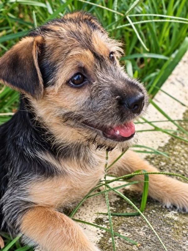 YAGER - Chien à adopter - photo 2