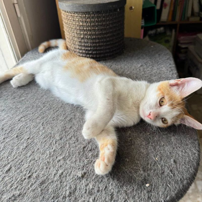 NOA - Chat Européen à adopter - photo 2