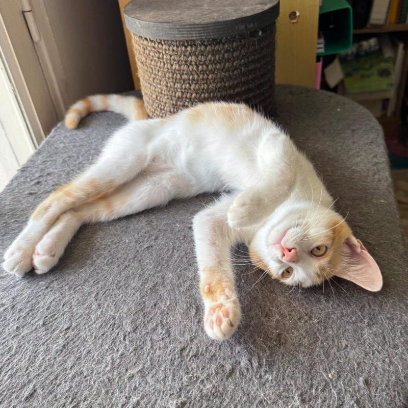 NOA - Chat Européen à adopter - photo 5