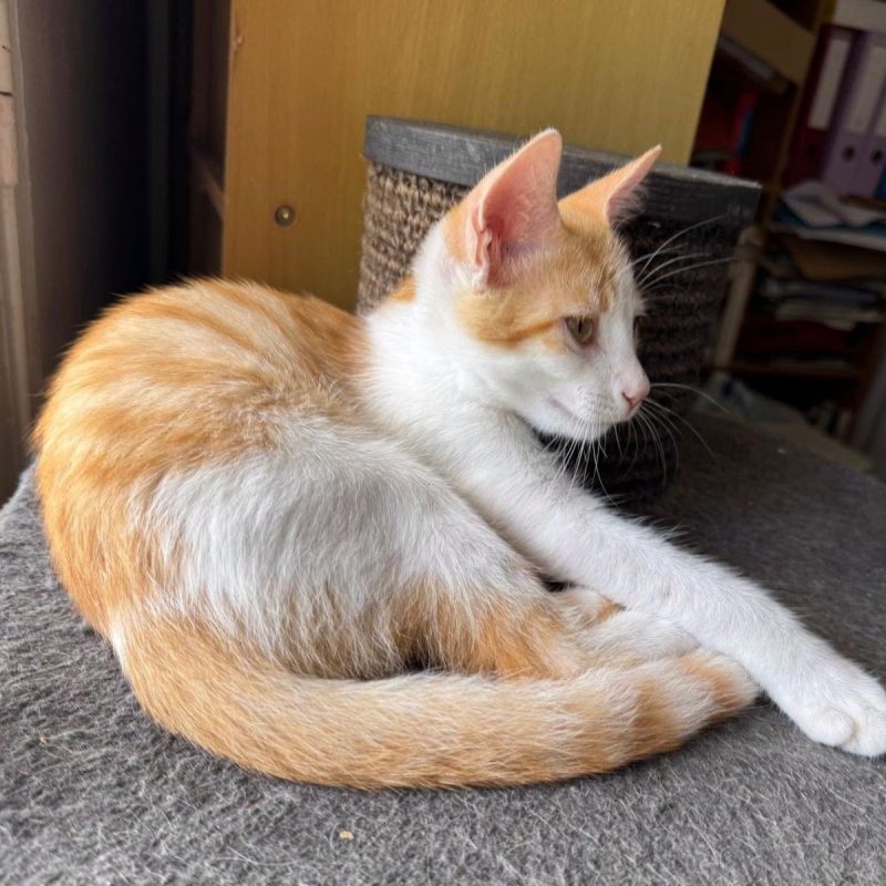 NOA - Chat Européen à adopter - photo 3