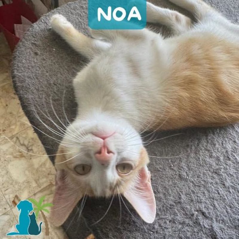 NOA - Chat Européen à adopter