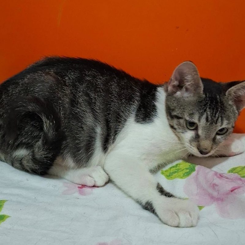 PLATON - Chat Européen à adopter - photo 2