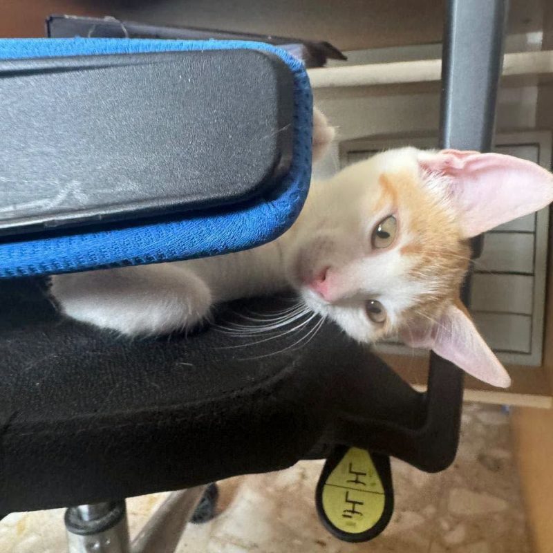 PLUME - Chat à adopter - photo 2