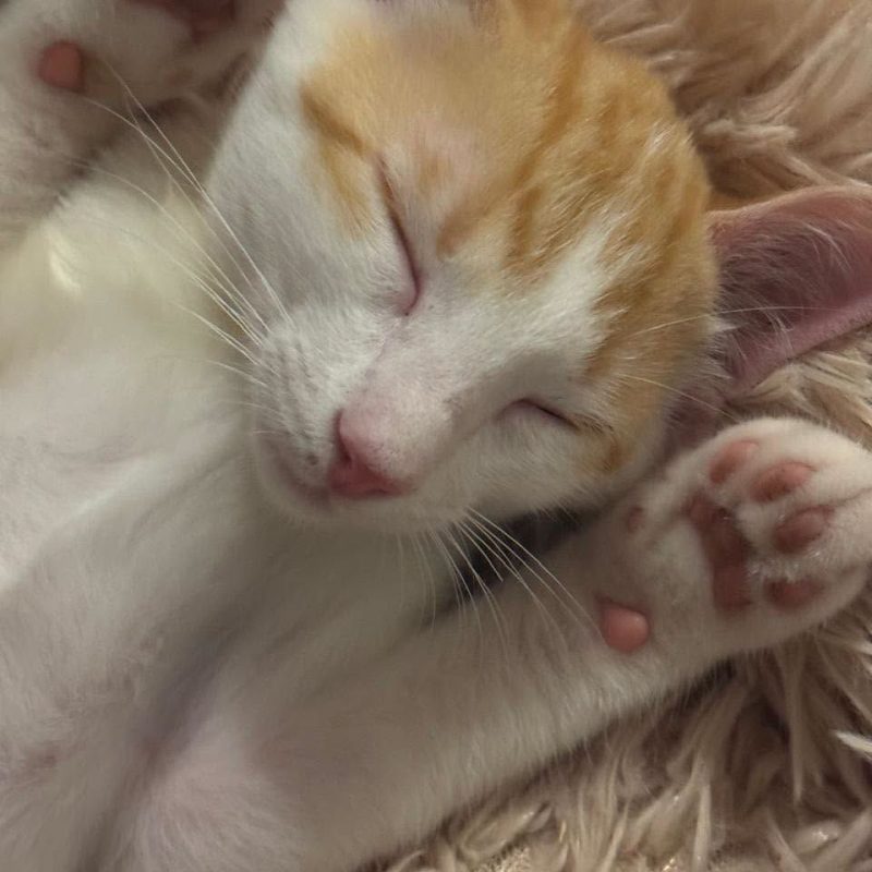 PLUME - Chat à adopter - photo 4