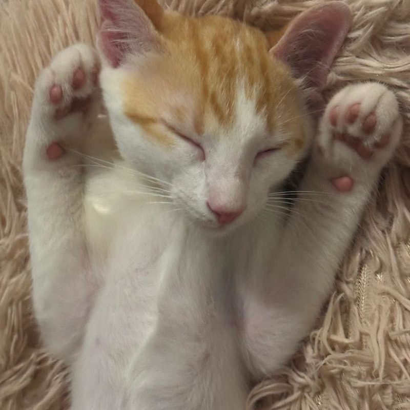 PLUME - Chat à adopter - photo 3
