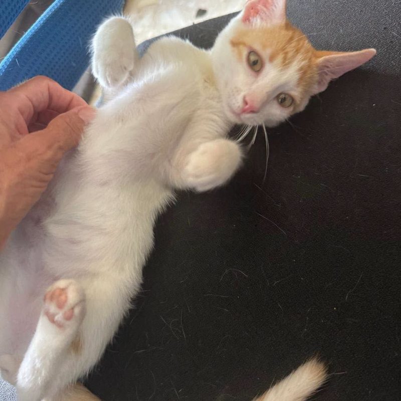 PLUME - Chat à adopter - photo 5