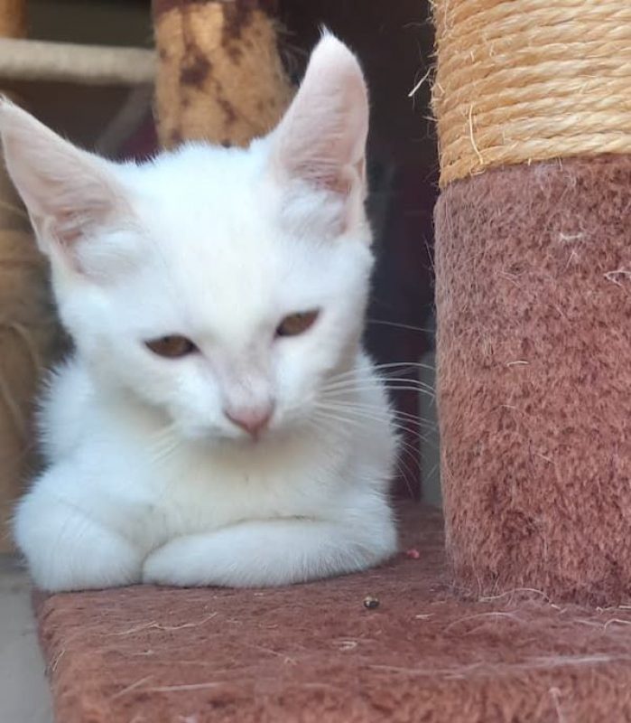 SNOW - Chat à adopter - photo 2