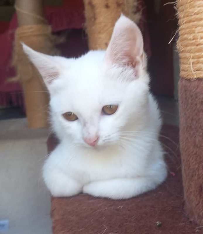 SNOW - Chat à adopter - photo 3