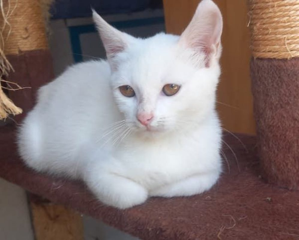 SNOW - Chat à adopter