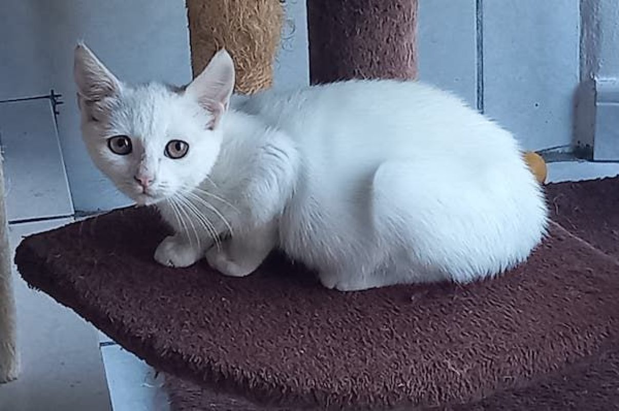 SNOW - Chat à adopter - photo 4