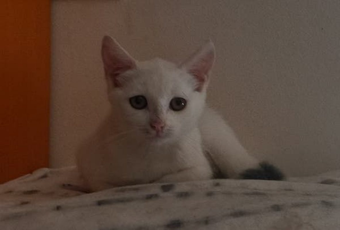 SNOW - Chat à adopter - photo 5