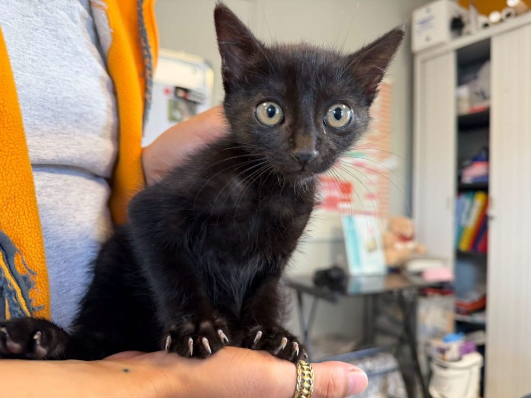 Mojo - Chat Européen à adopter