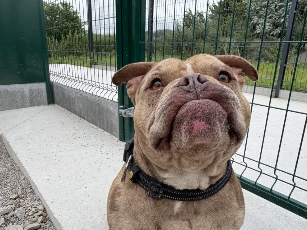 Grogalet - Chien à adopter
