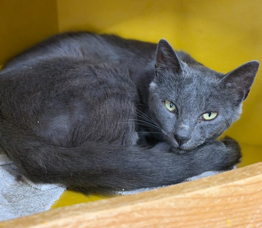 Furie - Chat Européen à adopter