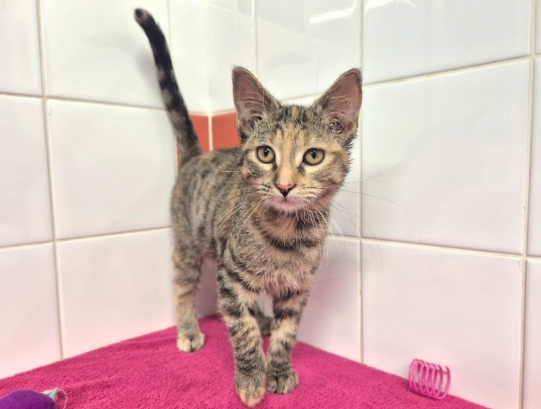 Hannah - Chat Européen à adopter - photo 3