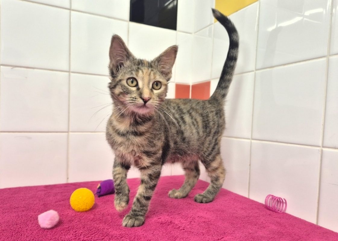 Hannah - Chat Européen à adopter - photo 4