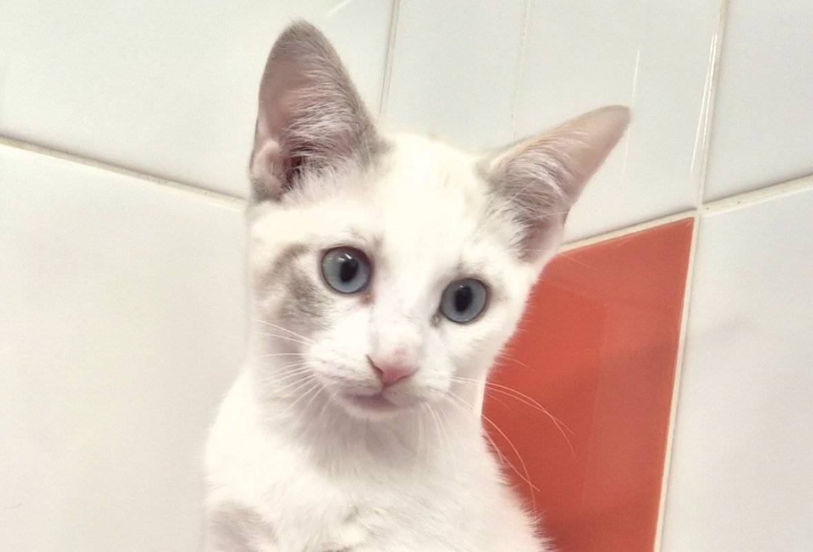 Agnes - Chat Européen à adopter