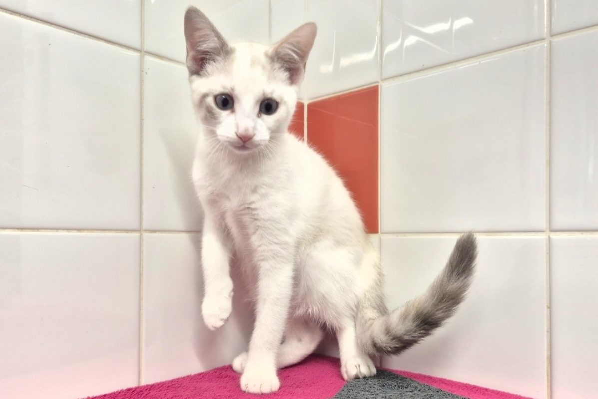 Agnes - Chat Européen à adopter - photo 2