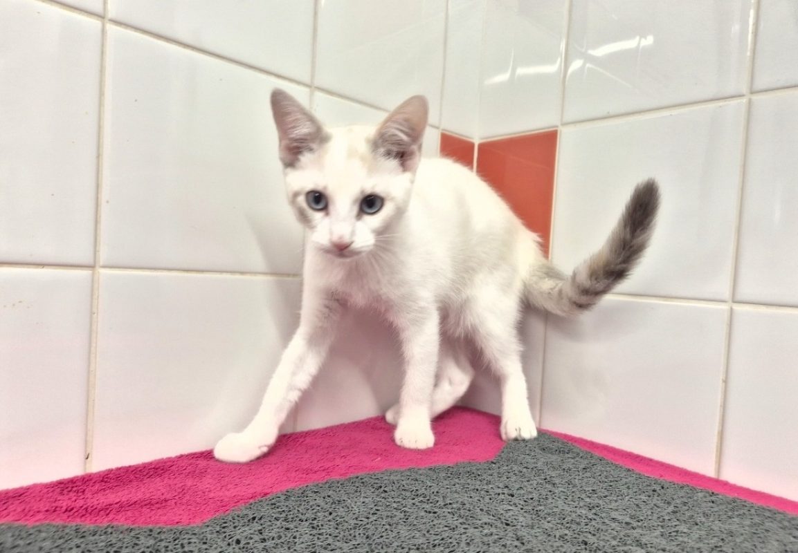 Agnes - Chat Européen à adopter - photo 3