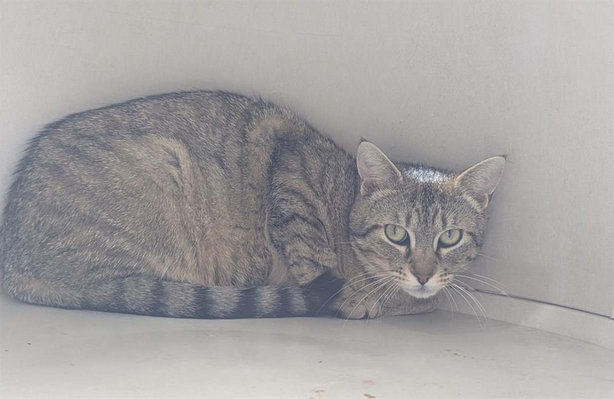 Photo #3 de Caprisun