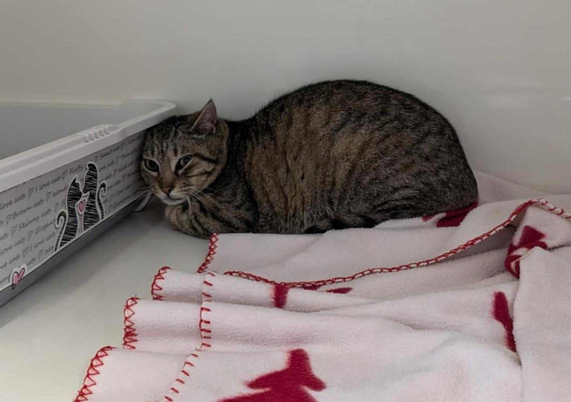 Photo #4 de Caprisun