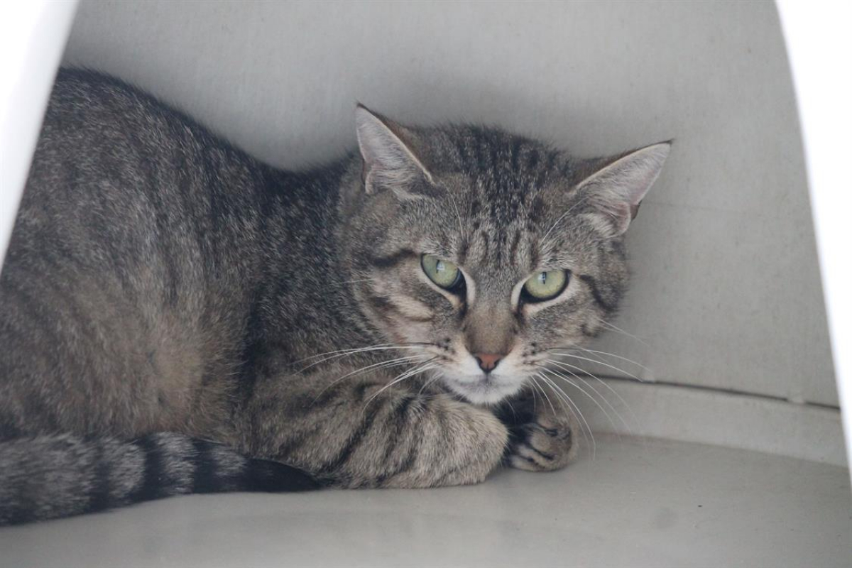 Photo #2 de Caprisun