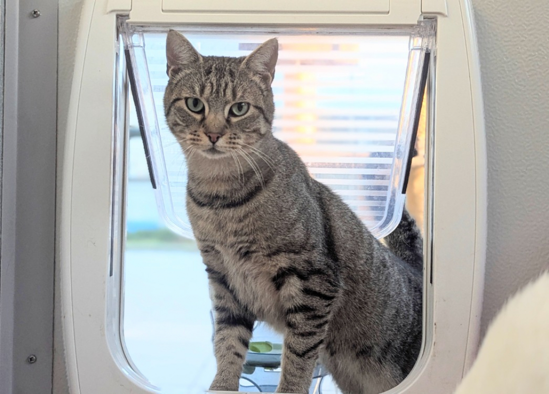 Photo #2 de Caprisun