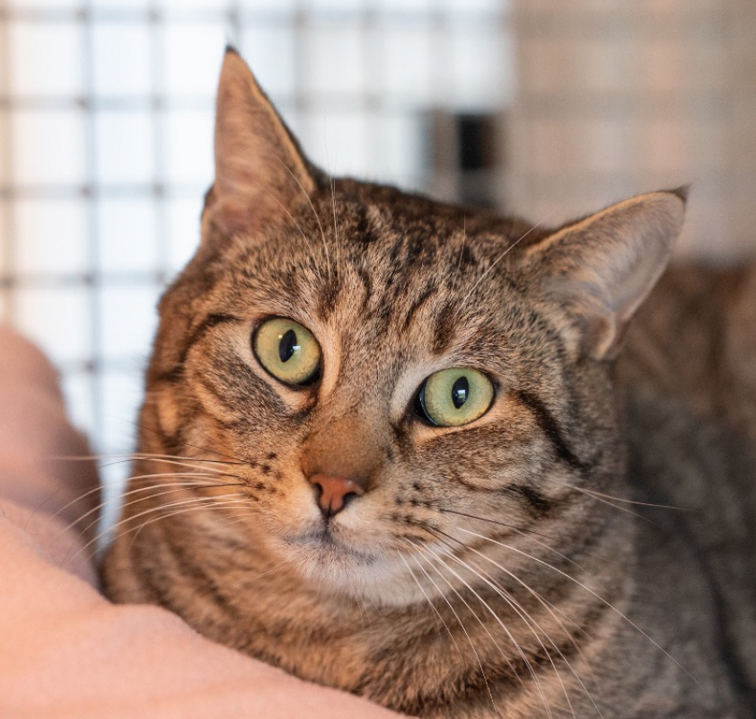 Photo #1 de Caprisun