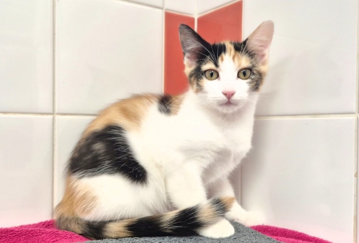 Divina - Chat Européen à adopter