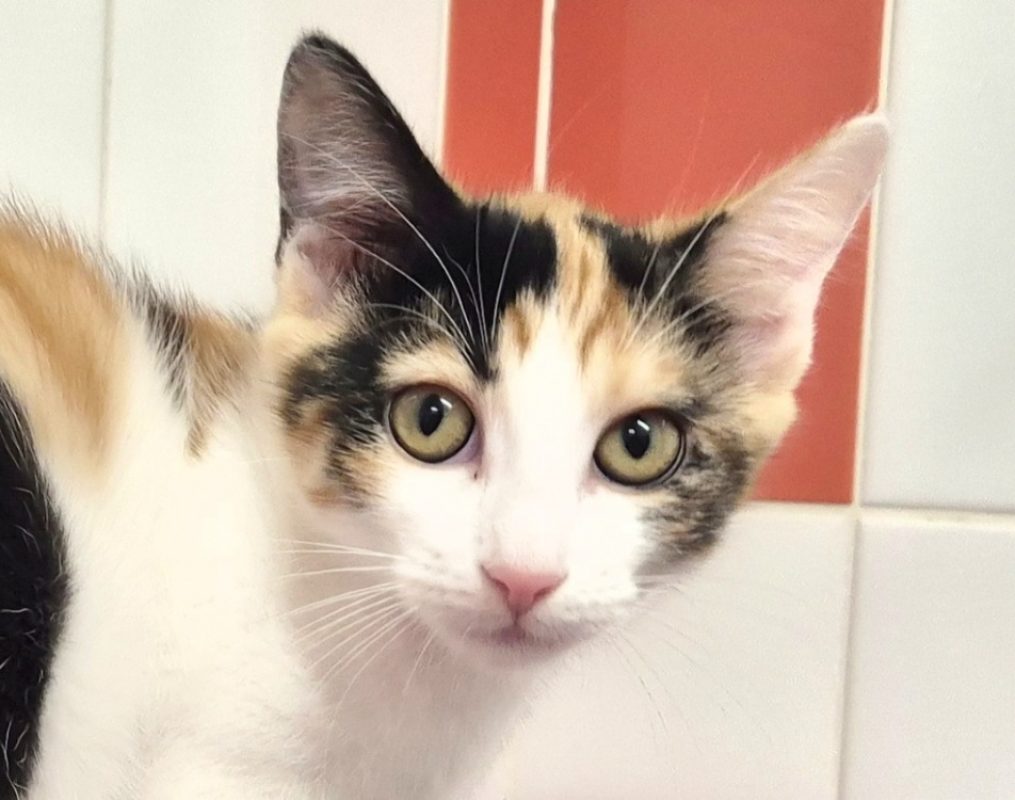 Divina - Chat Européen à adopter - photo 2
