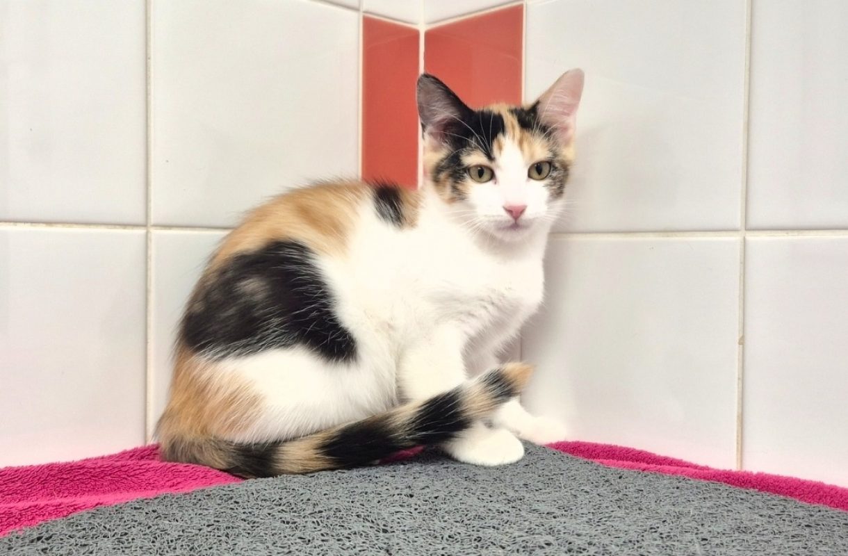 Divina - Chat Européen à adopter - photo 3
