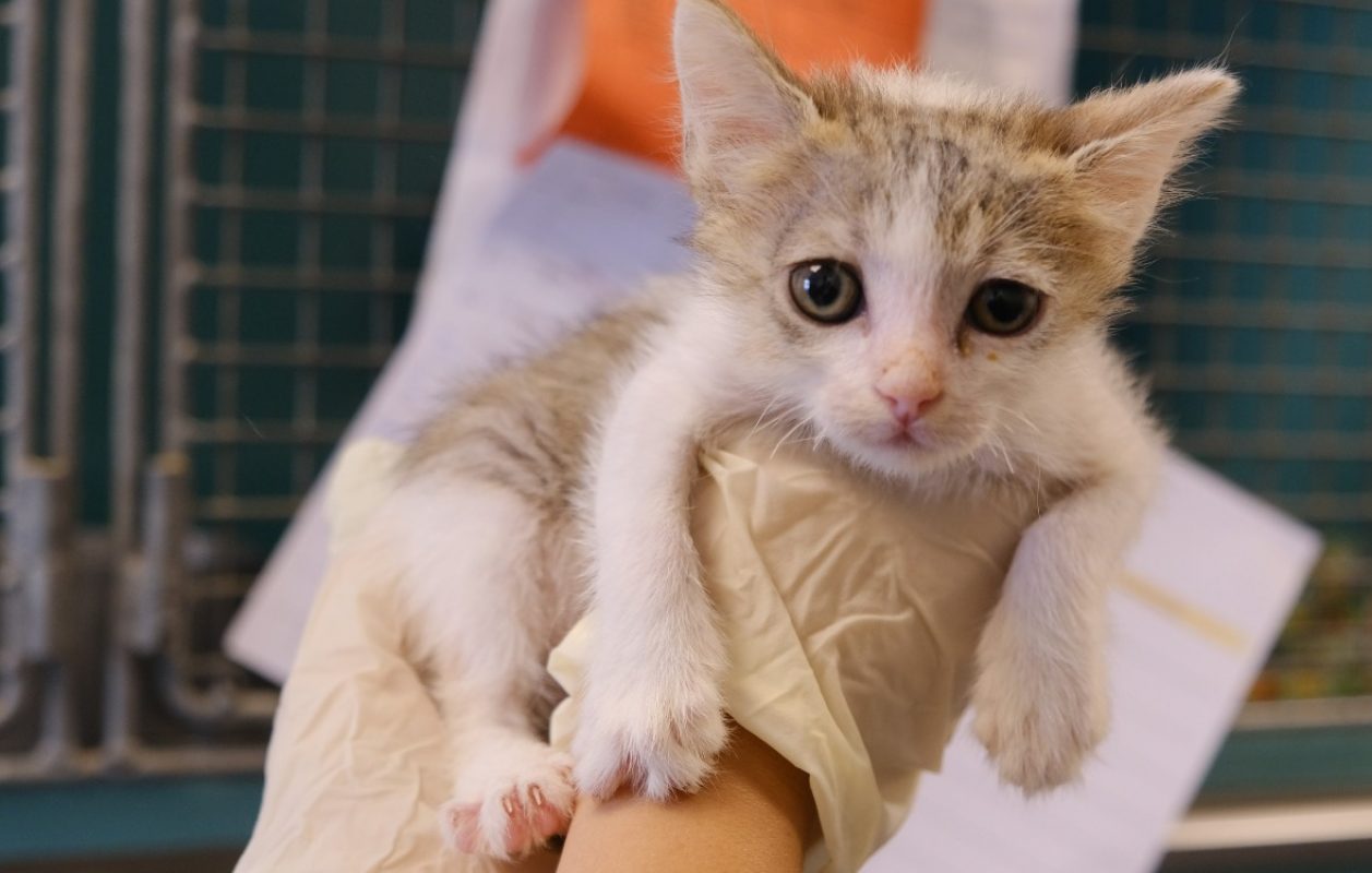 Curly - Chat Européen à adopter