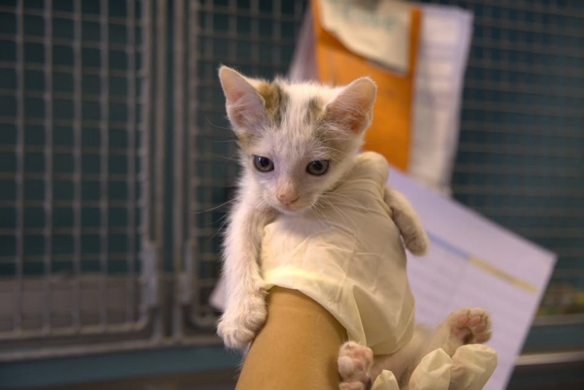 Cajou - Chat Européen à adopter
