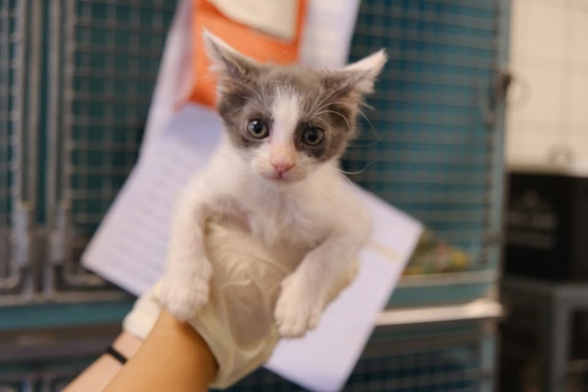 Crackers - Chat Européen à adopter