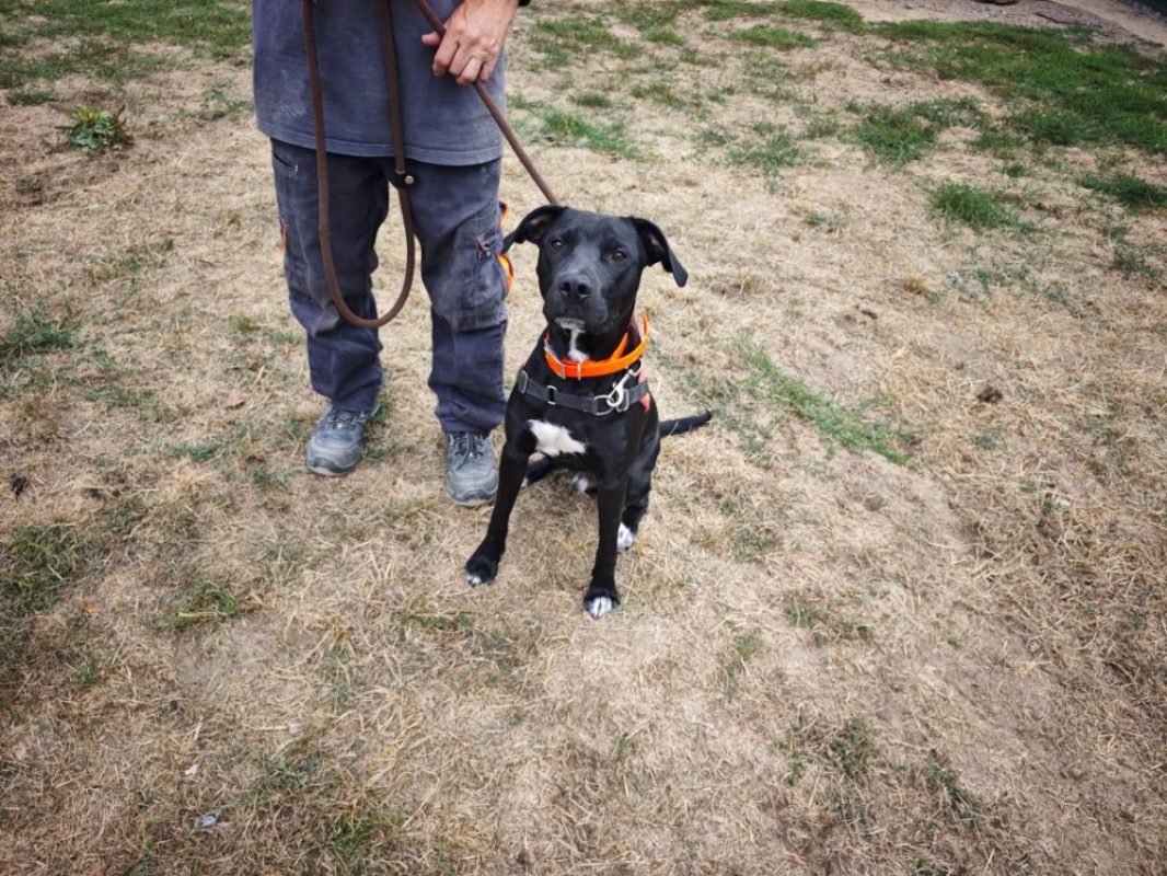 Gauffre - Chien à adopter