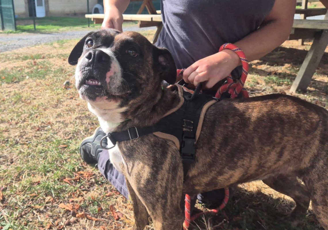 Tanya - Chien à adopter