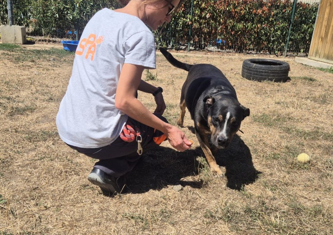 Wouky - Chien à adopter