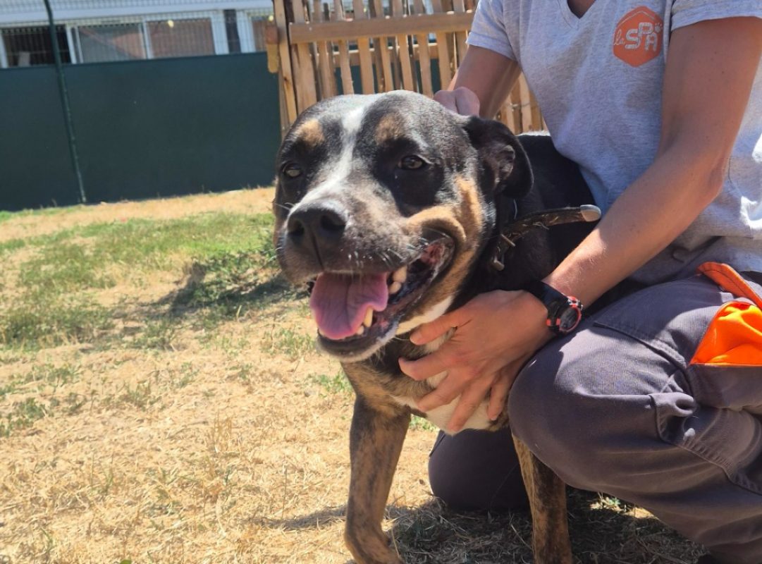 Wouky - Chien à adopter - photo 2