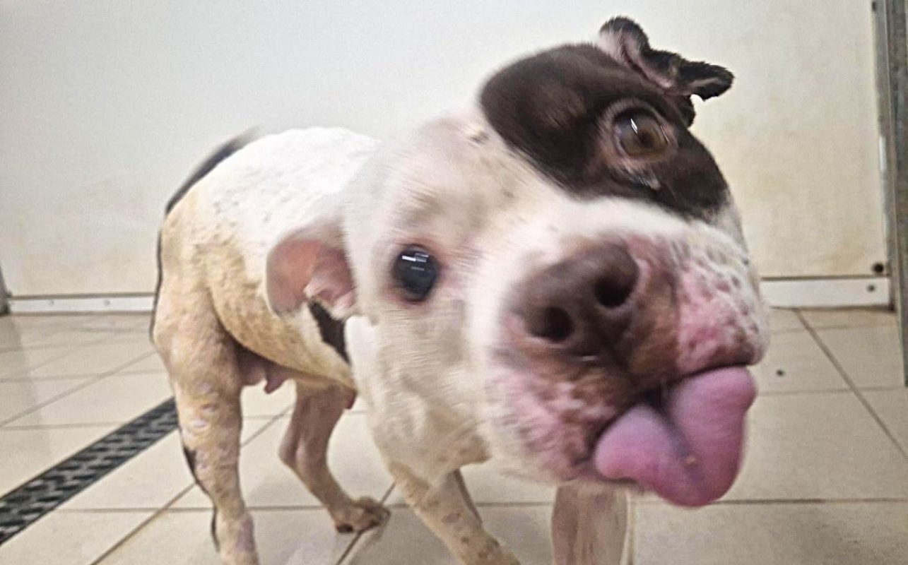 Faya - Chien American Bully à adopter