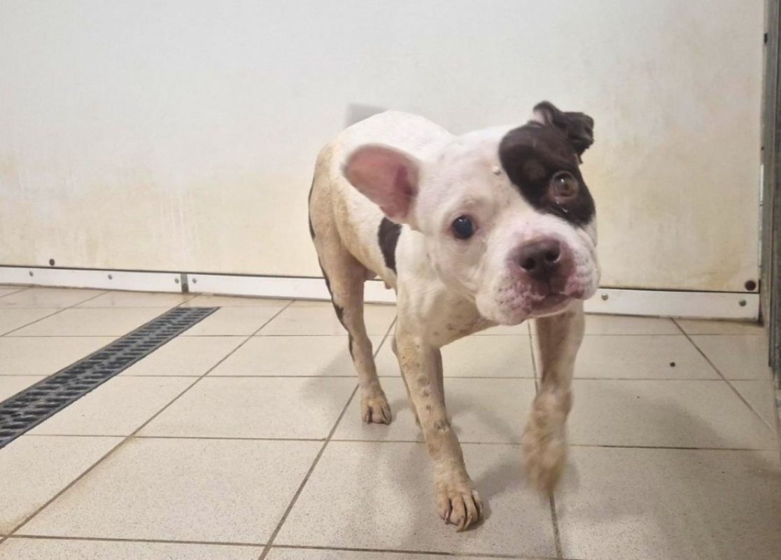 Faya - Chien American Bully à adopter - photo 2