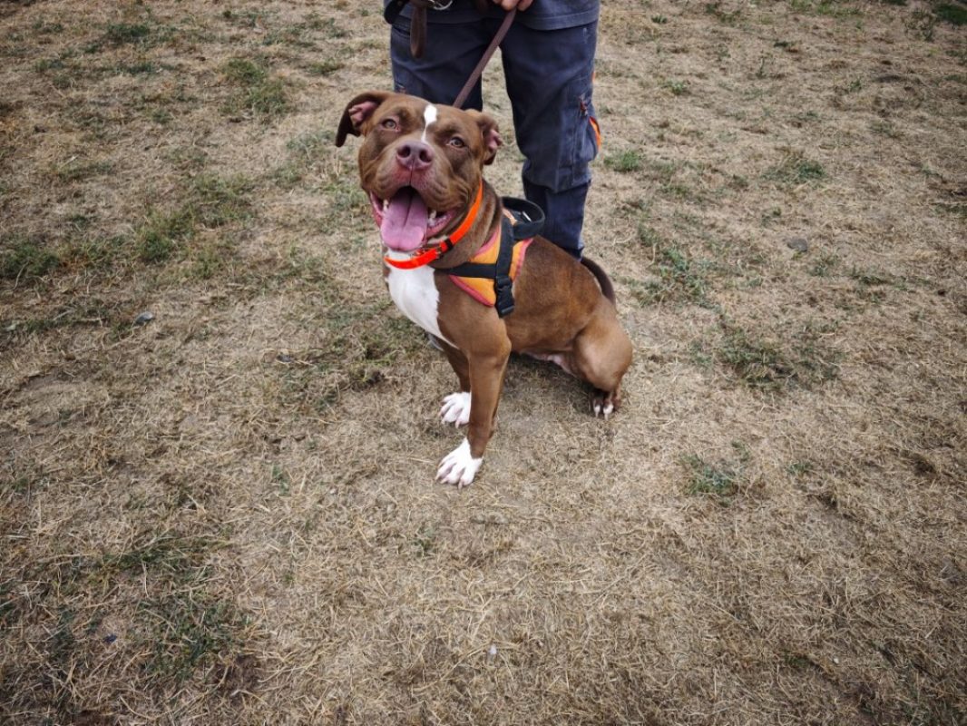 Rena - Chien à adopter