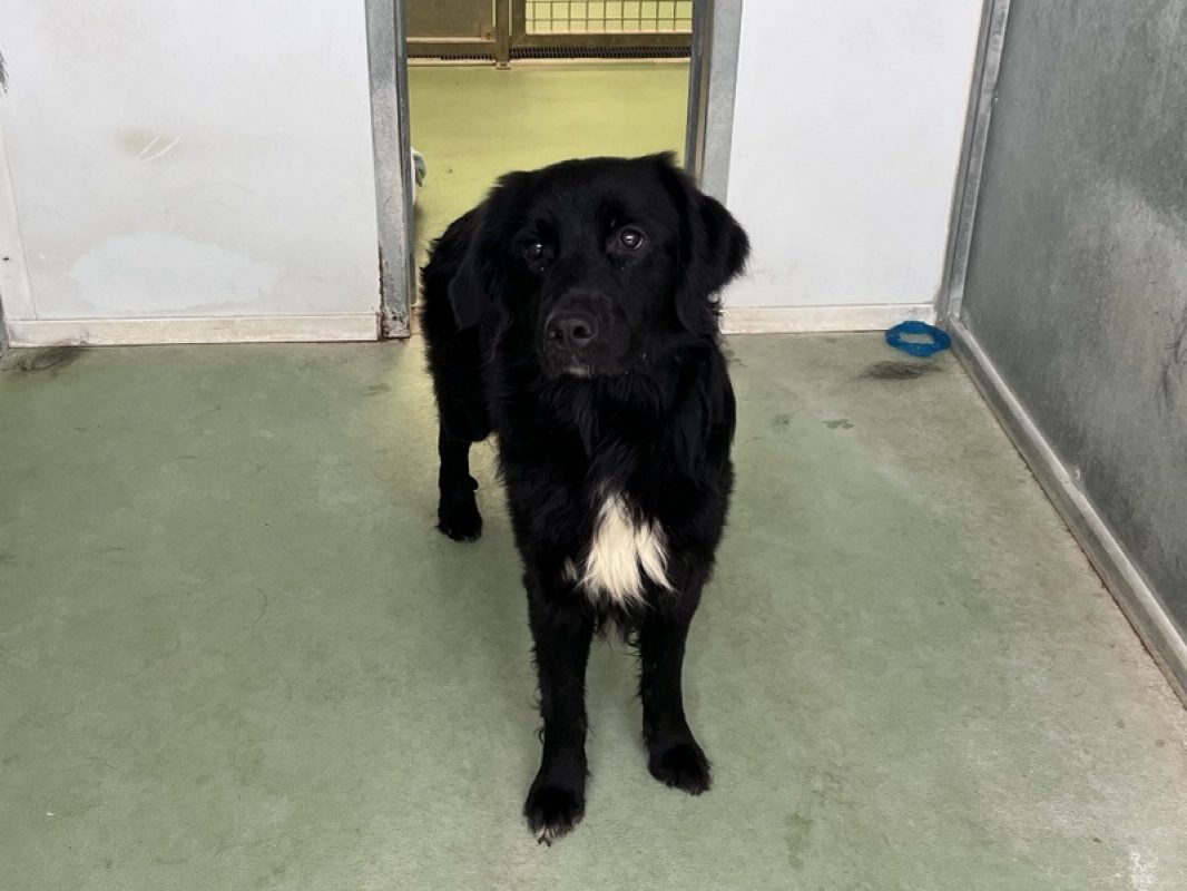 Winnie - Chien à adopter